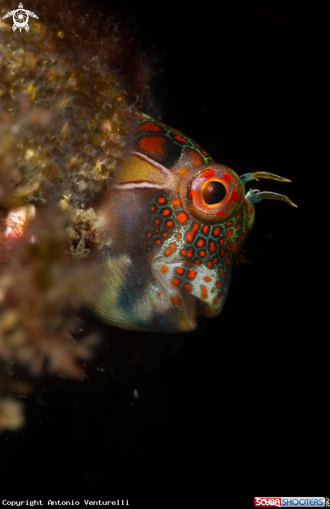A Tessellated blenny