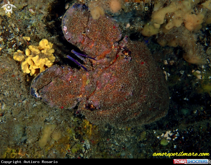 A Cicala di mare o Magnosa