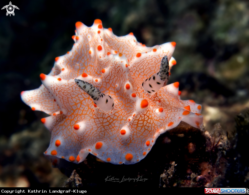 A Halgerda nudibranch