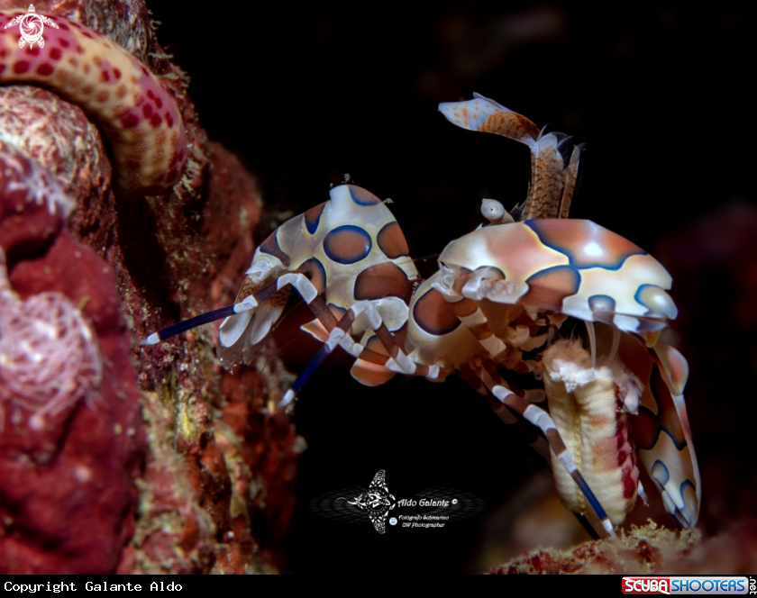 A Harlequin Shrimp 