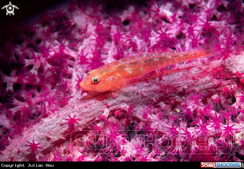 A Goby