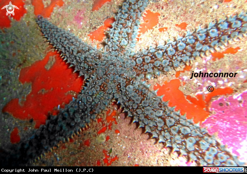 A underwater creature