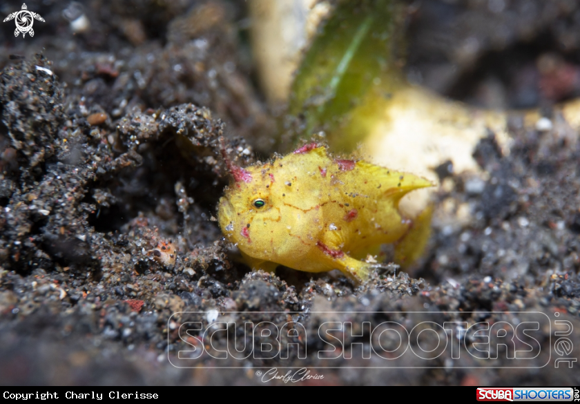 A Freckled Frogfish