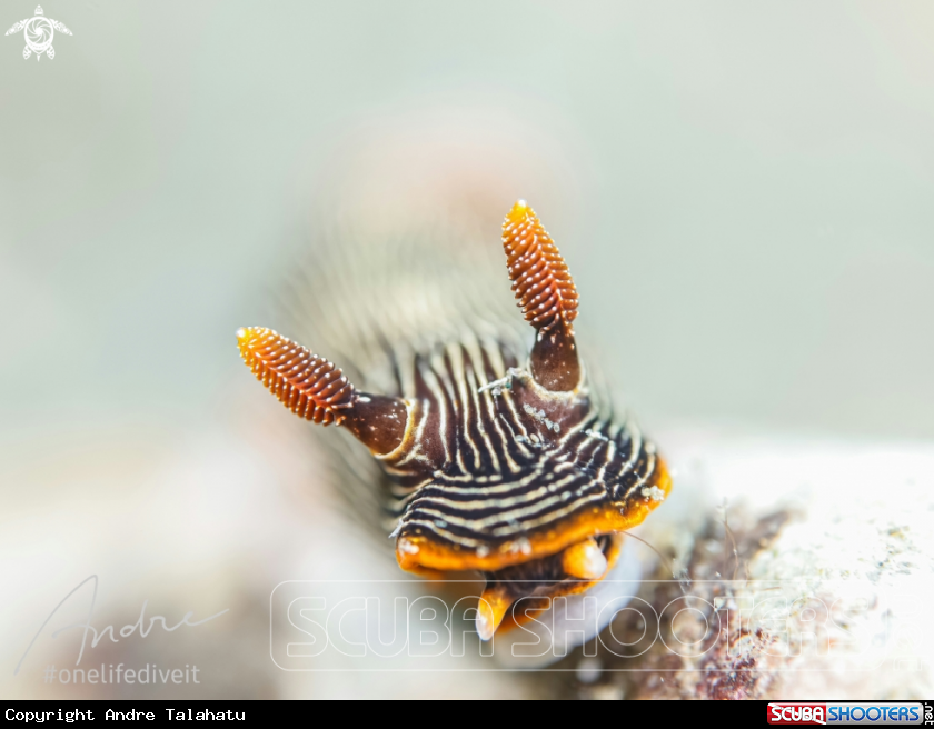 A Nudibranch