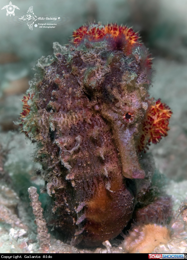 A Seahorse