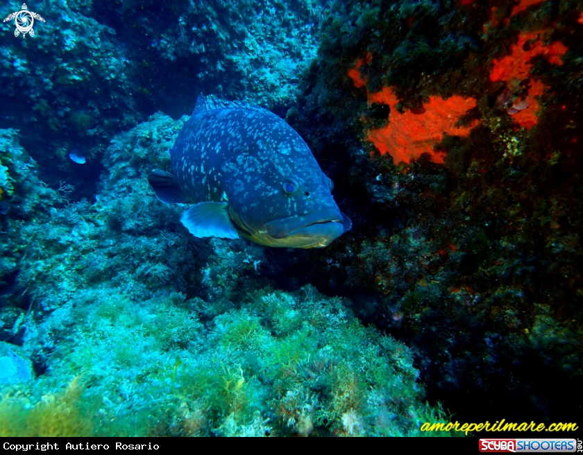A Epinephelus marginatus