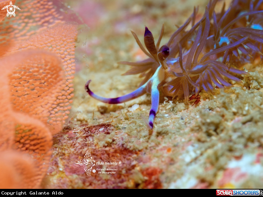 A Blue Dragon Nudibranch