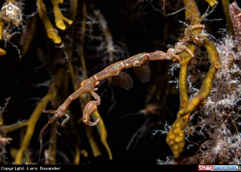 A Ghost shrimp