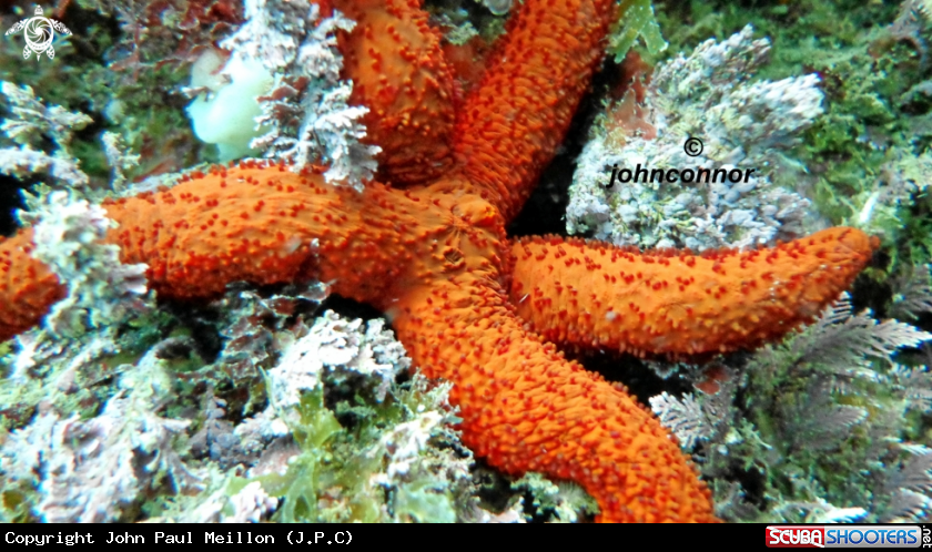 A underwater creature