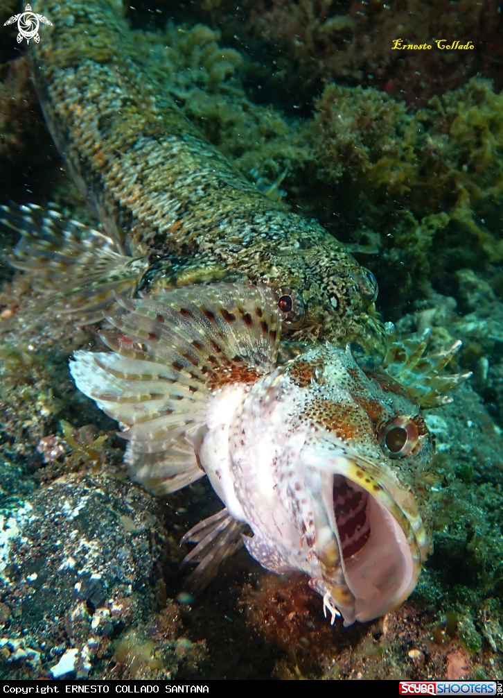 A Lagarto 