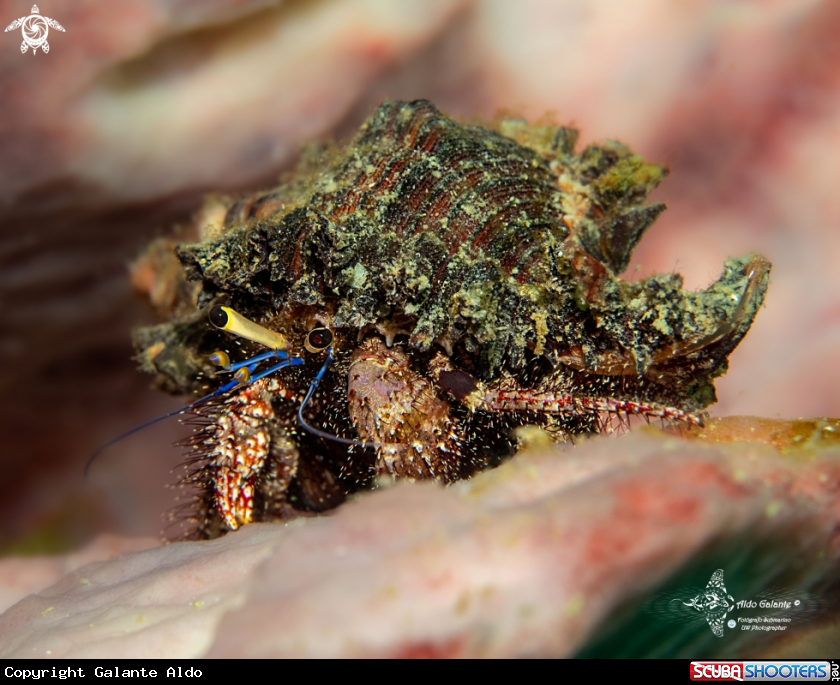 A Hermit Crab