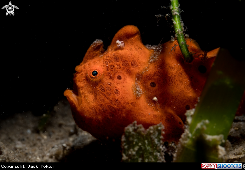 A Painted frogfish