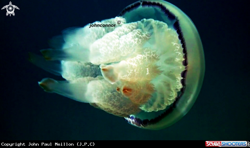 A Rhizostoma pulmo
