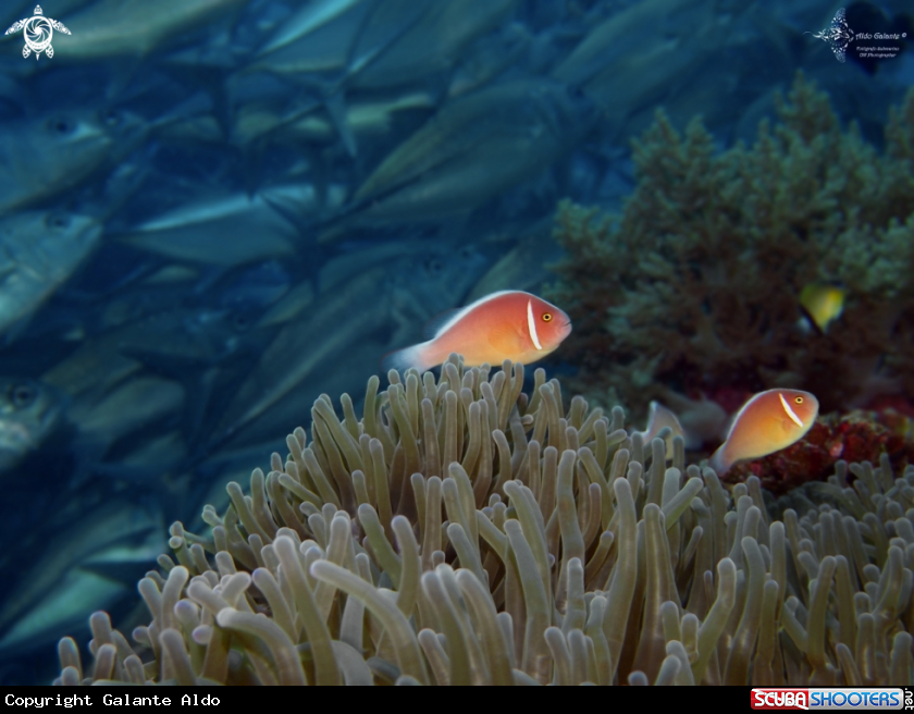 A Clownfish and Jacks