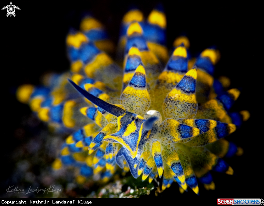 A Nudibranch