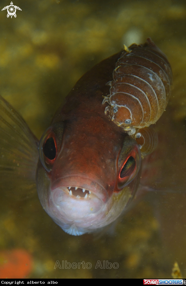 A NEOODAX BALTEATUS