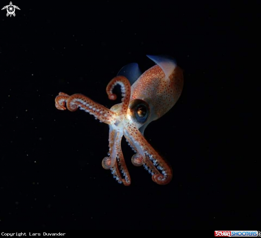 A Sepietta oweniana