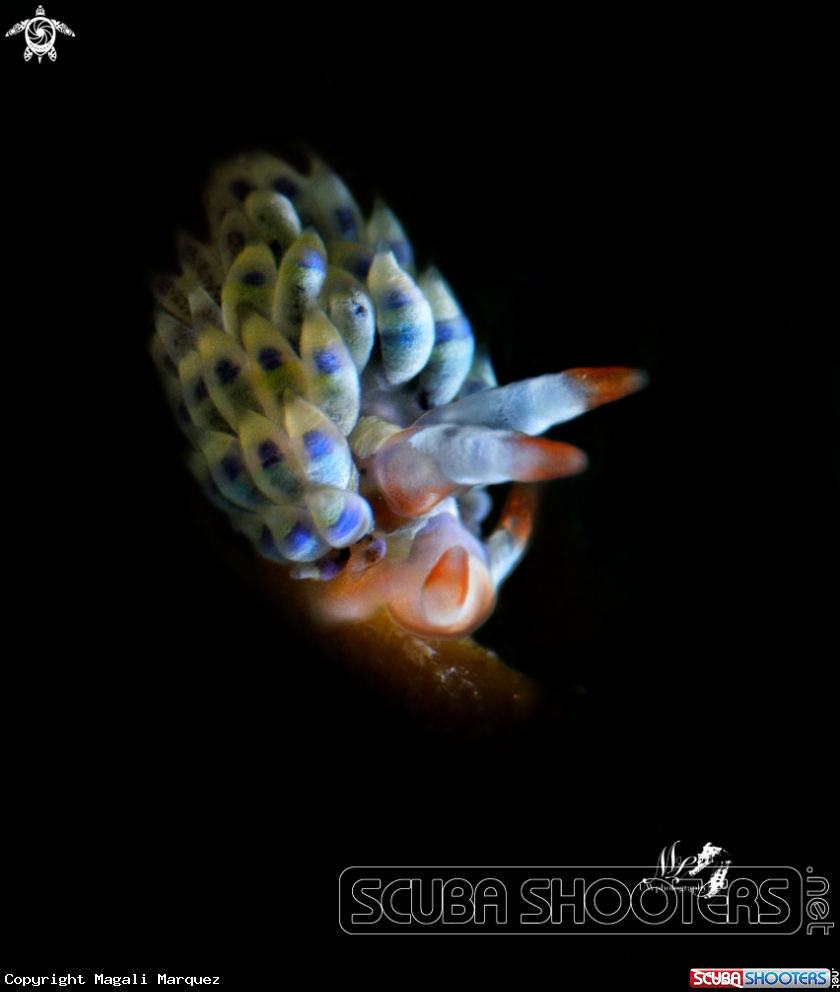 A Tenellia sp.