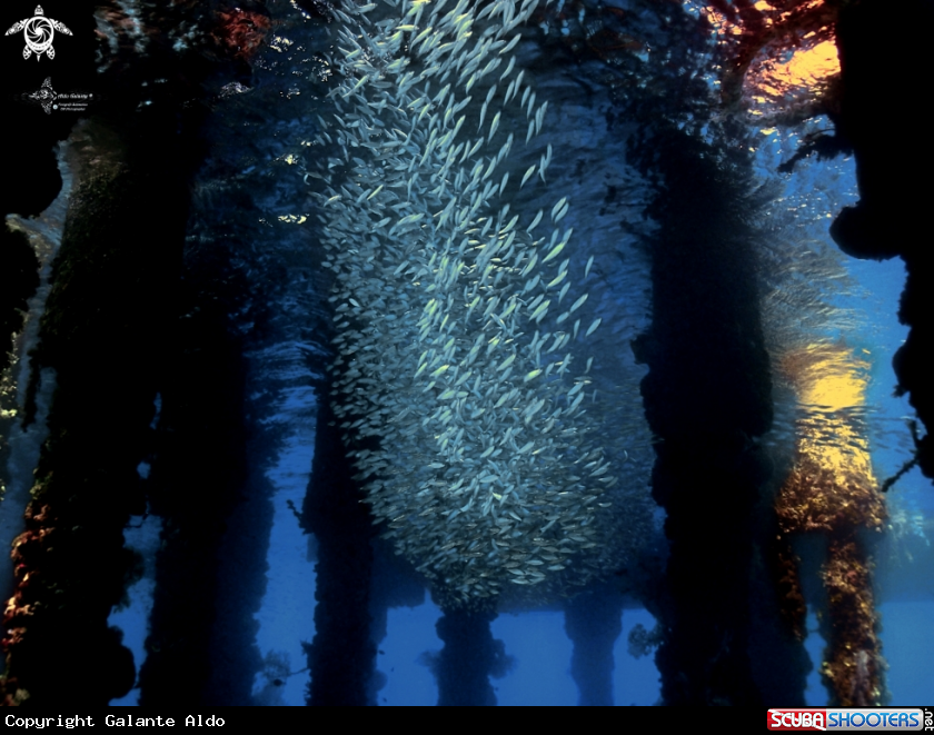 A Schooling fish