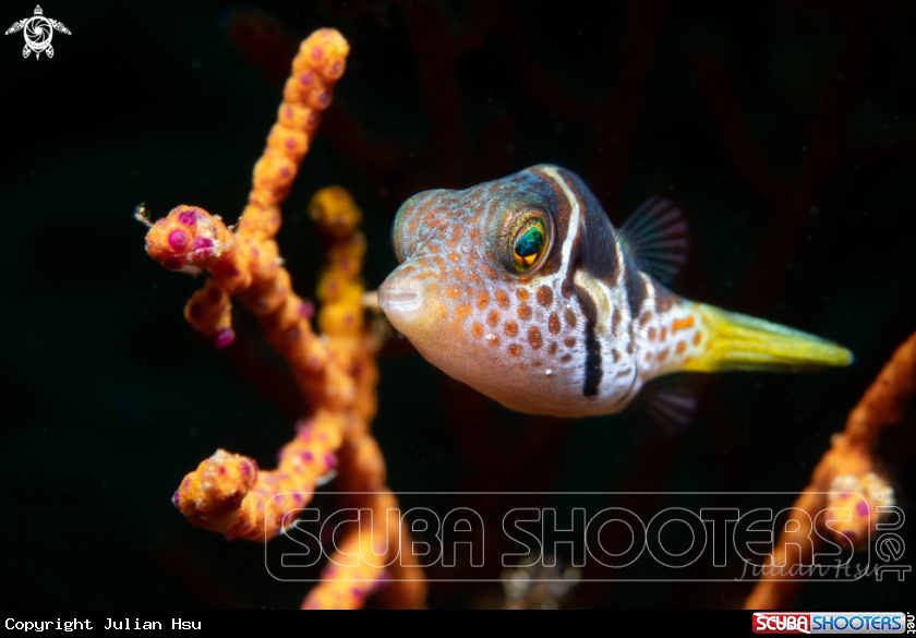 A Saddled Pufferfish