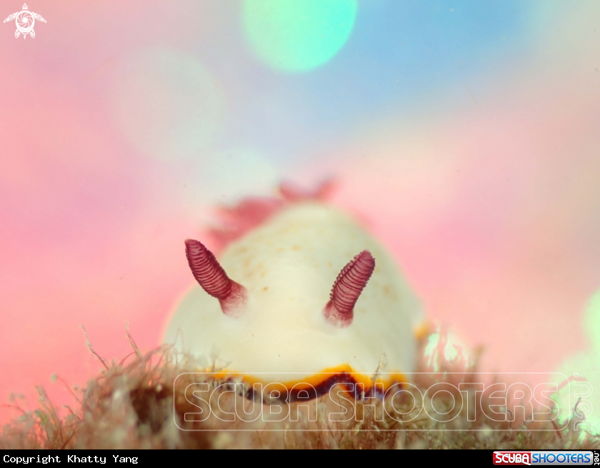 A Nudibranch