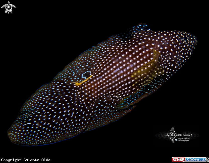 A Comet Fish