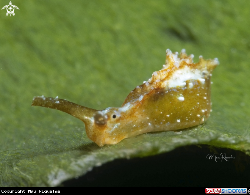 A Zuleica‘s Elysia