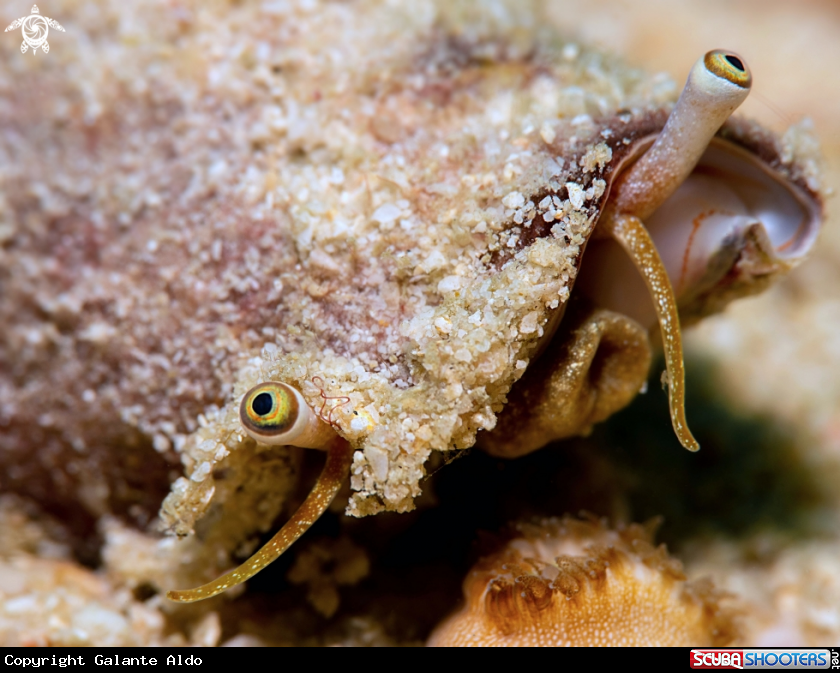 A Sea Snail