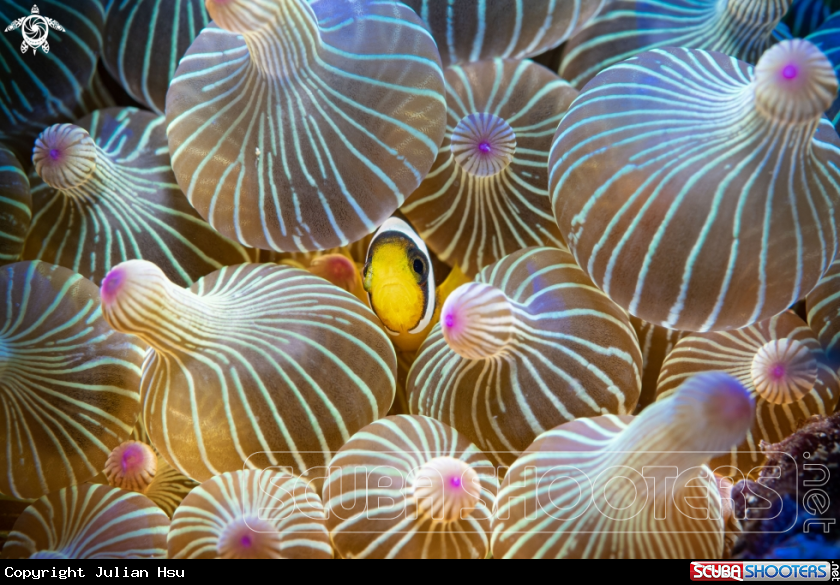 A Anemonefish