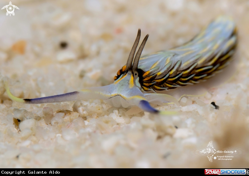 A Cerberilla Nudibranch