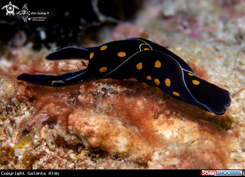 A Headshield Sea Slug