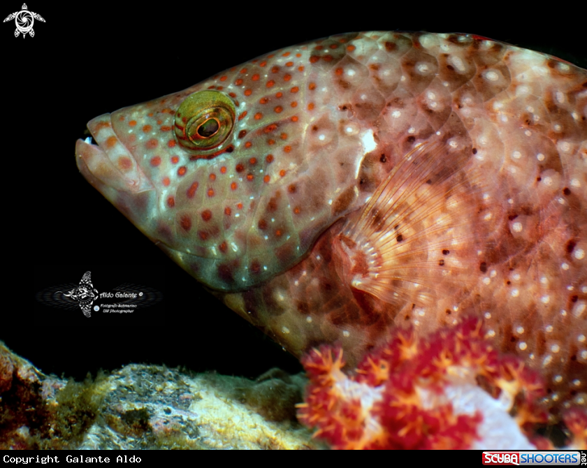 A Fish