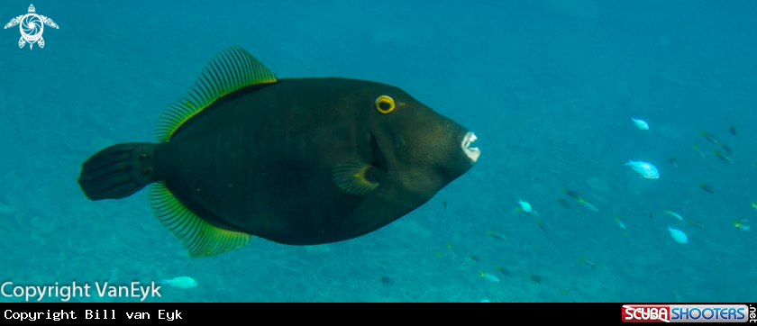 A underwater creature