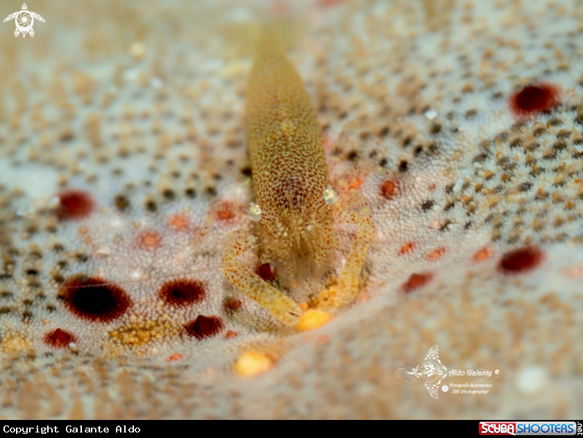 A Starfish Shrimp