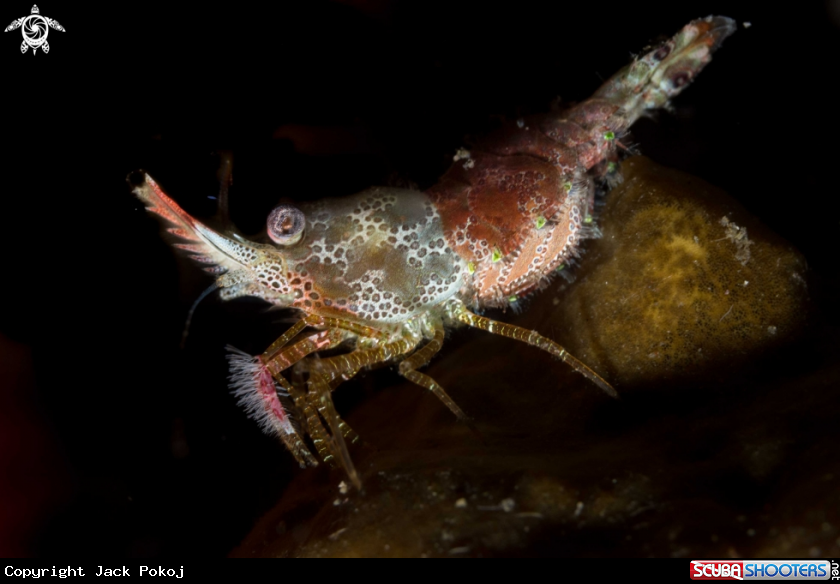 A Marbled shrimp