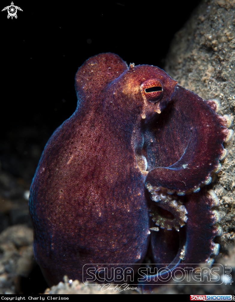 A Coconut Octopus
