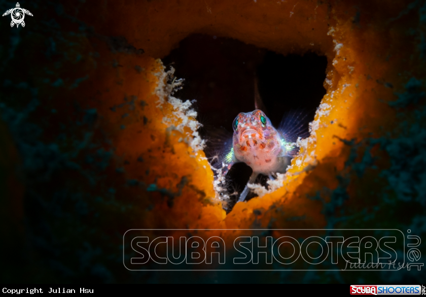 A Triplefin