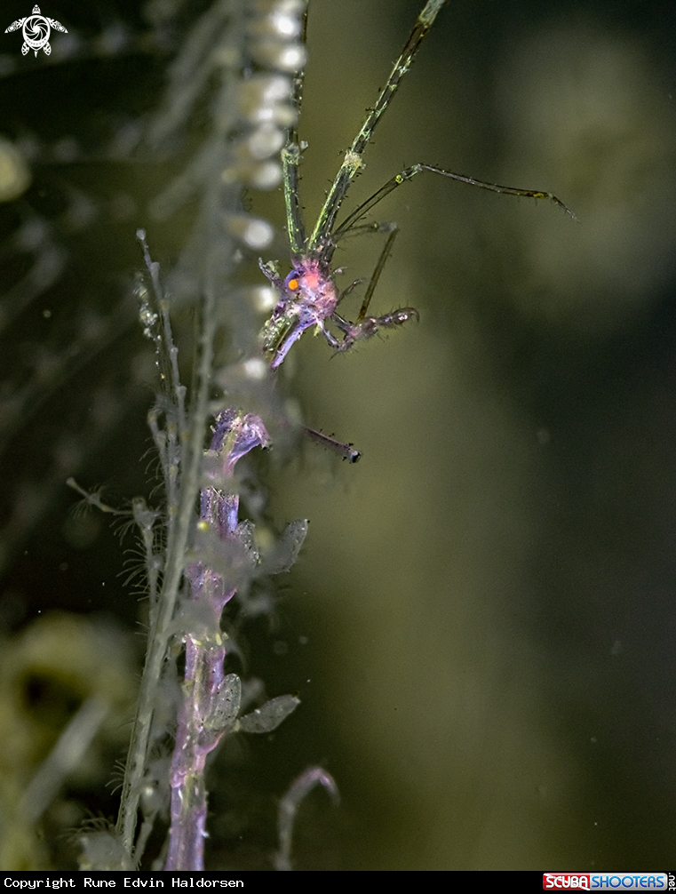 A Skeleton shrimp