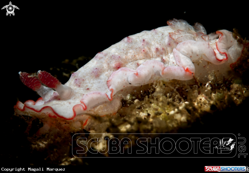 A Caribbean Spanish Dancer