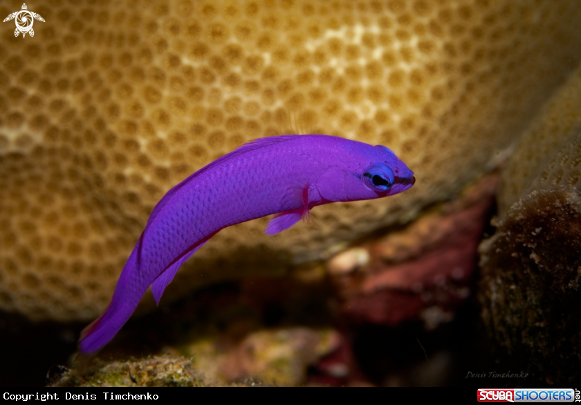 A FISH