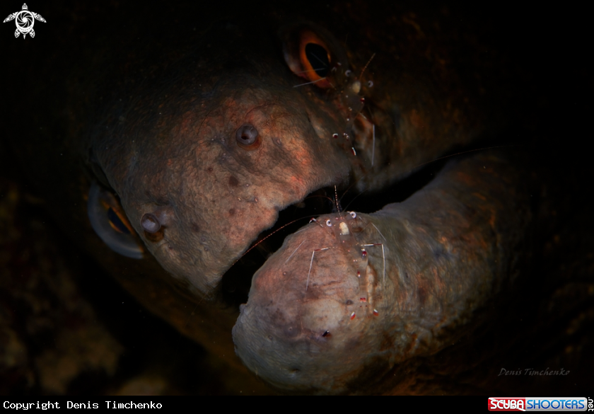 A Moray  and shrimps