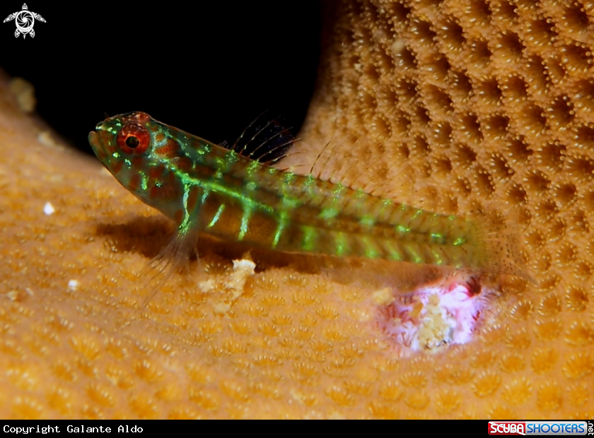 A Goby