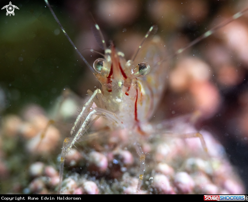 A Rockpool shrimp