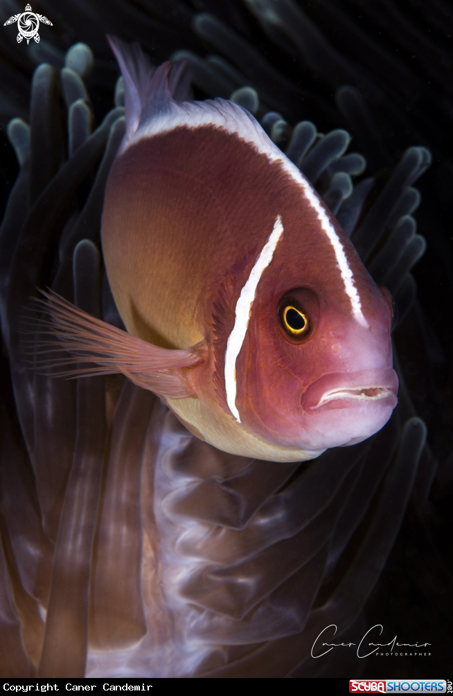 A Clownfish