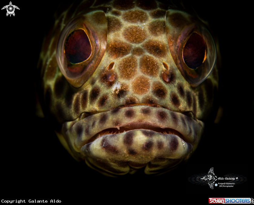 A Honeycomb Grouper