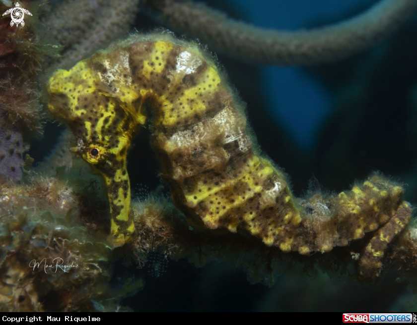 A Longsnout Seahorse