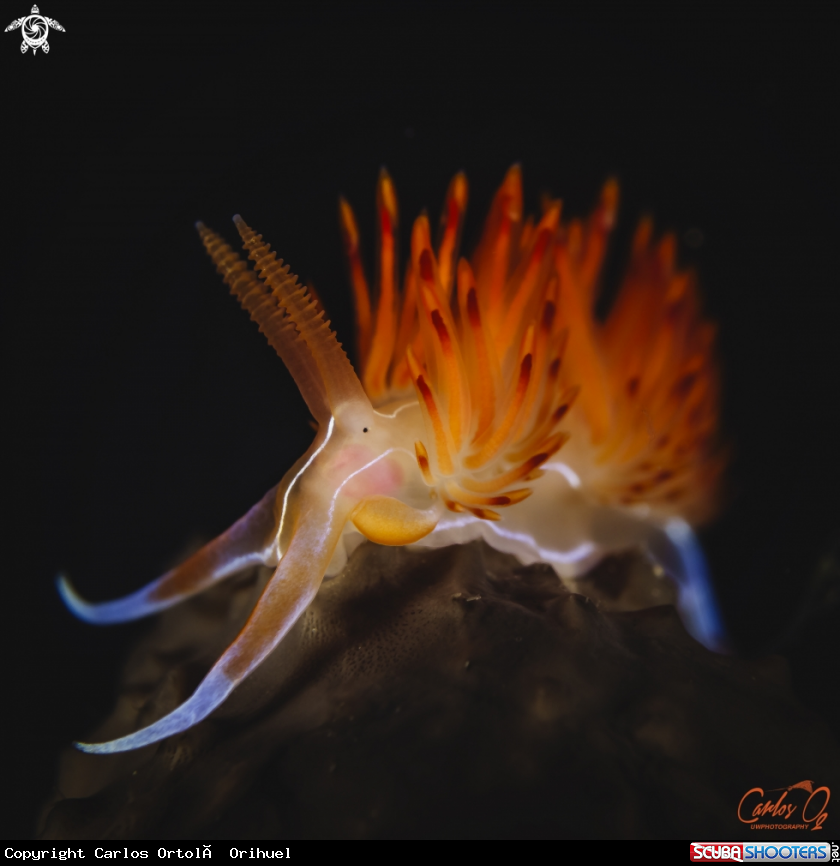 A Nudibranch