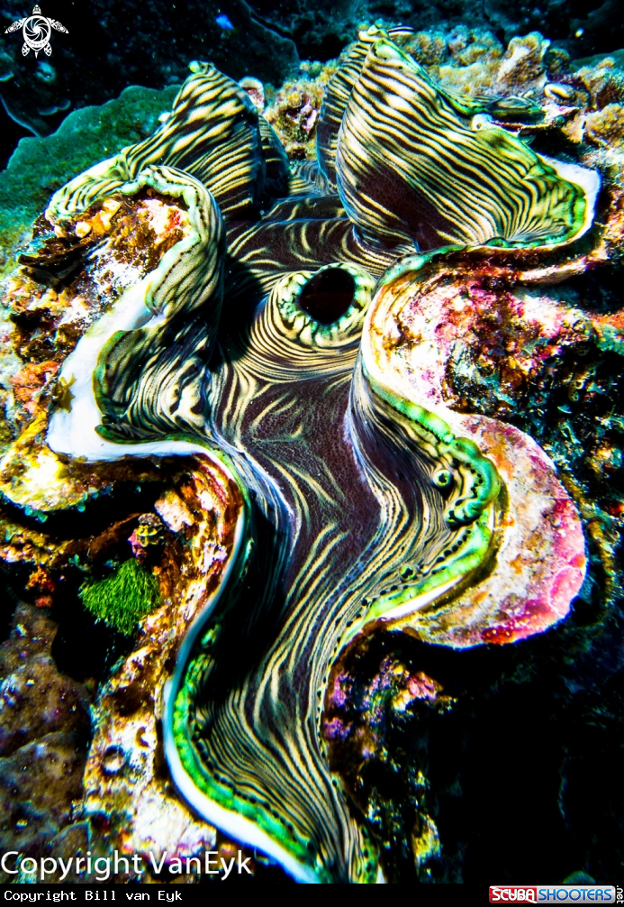 A underwater creature