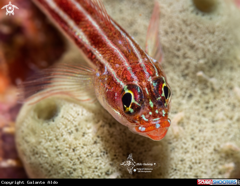 A Tropical Striped Triplefin