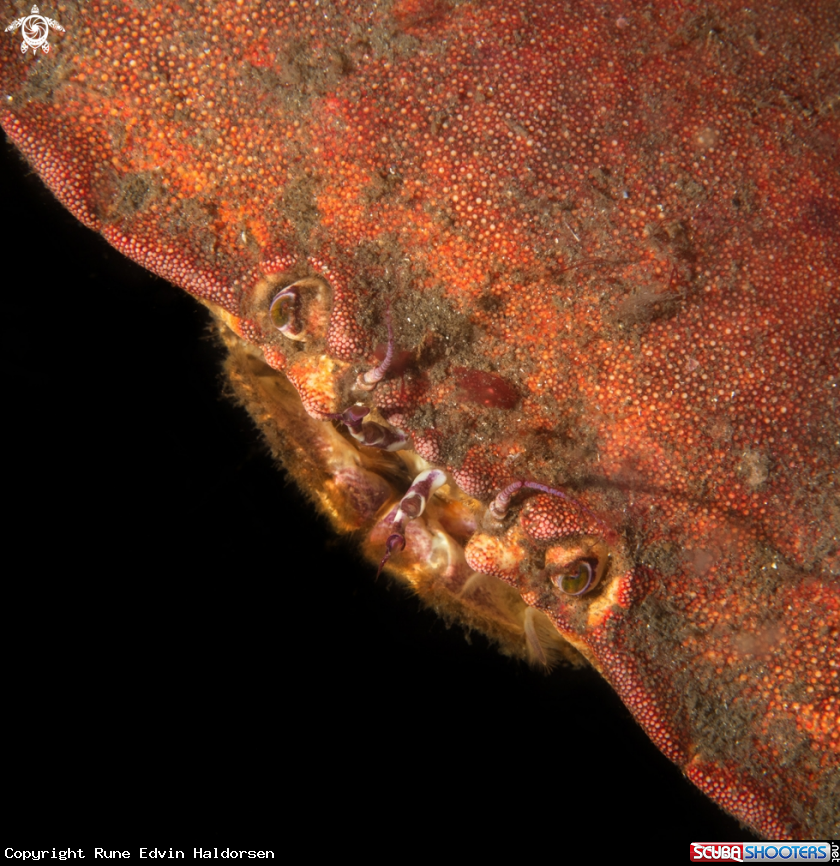 A Edible crab